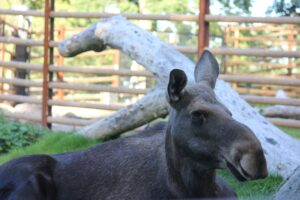 uśmiechnięty łoś w szwedzkim zoo