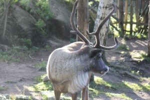 Skansen i Zoo w Sztokholmie renifer